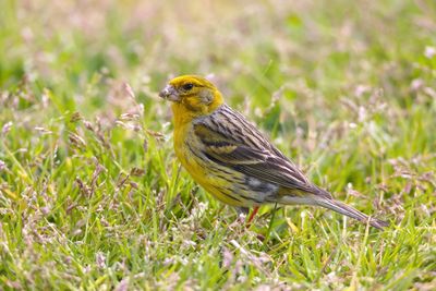 Atlantic canary (Serinus canaria)