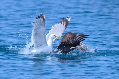  Pomarine Skua (Stercorarius pomarinus)