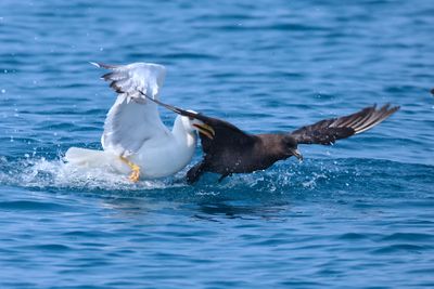 Pomarine skua