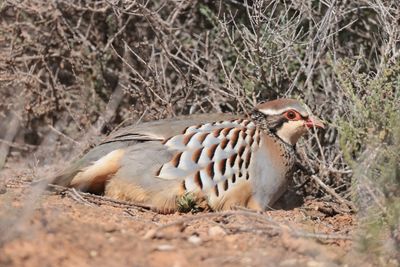 Red-legged partridge (Alectoris rufa)