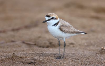Kentish plover (Charadrius alexandrinus)