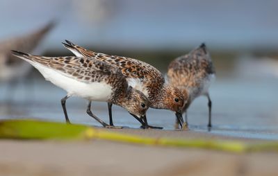sanderling (Calidris alba)