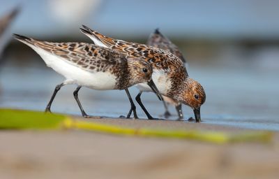 sanderling (Calidris alba)