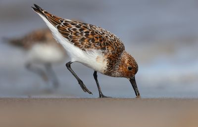 sanderling (Calidris alba)
