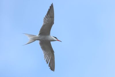 common tern (Sterna hirundo)