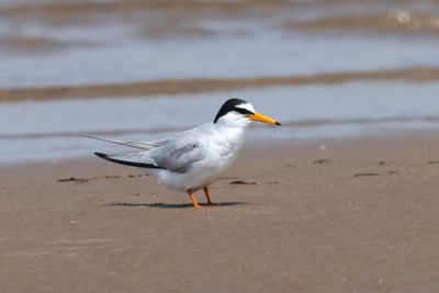 little tern (Sternula albifrons)