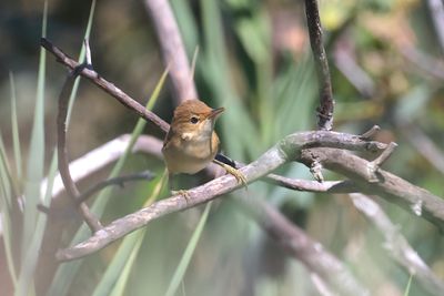 Savi's warbler (Locustella luscinioides)