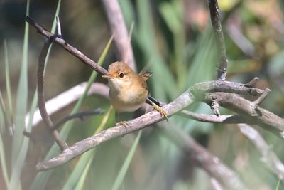 Savi's warbler (Locustella luscinioides)