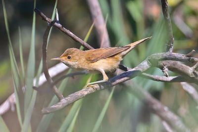 Savi's warbler (Locustella luscinioides)