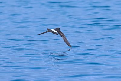 European storm petrel (Hydrobates pelagicus)