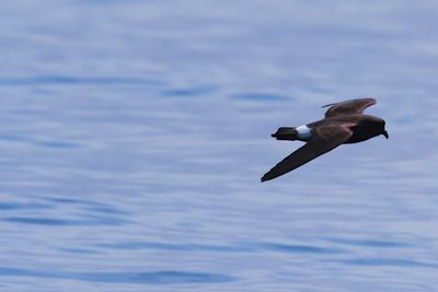 European storm petrel (Hydrobates pelagicus)