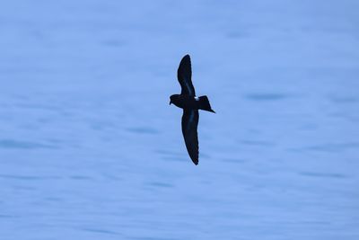 European storm petrel (Hydrobates pelagicus)