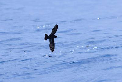 European storm petrel (Hydrobates pelagicus)
