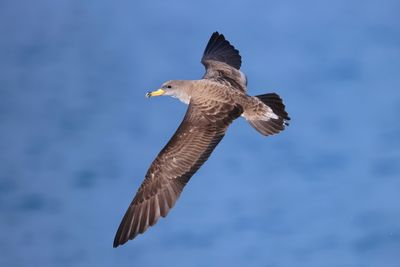 Scopoli's Shearwater (Calonectris diomedea)