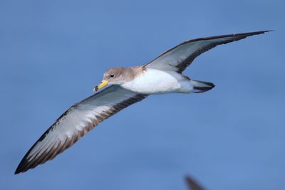Scopoli's Shearwater (Calonectris diomedea)
