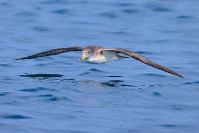 Scopoli's Shearwater (Calonectris diomedea)