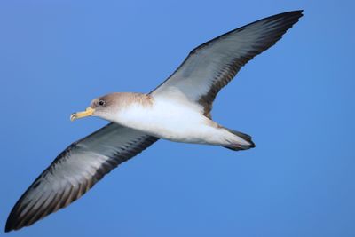 Scopoli's Shearwater (Calonectris diomedea)