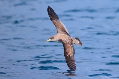 Scopoli's Shearwater (Calonectris diomedea)