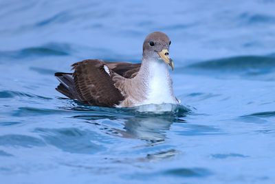 Scopoli's Shearwater (Calonectris diomedea)