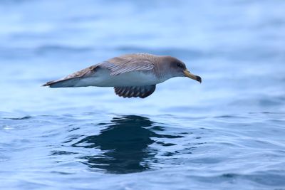 Scopoli's Shearwater (Calonectris diomedea)