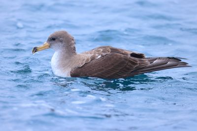 Scopoli's Shearwater (Calonectris diomedea)