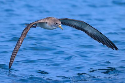 Scopoli's Shearwater (Calonectris diomedea)