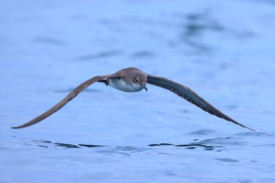 yelkouan Shearwater (Puffinus yelkouan)
