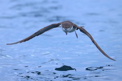 yelkouan Shearwater (Puffinus yelkouan)