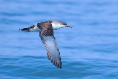 Yelkouan Shearwater