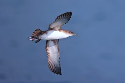 yelkouan Shearwater (Puffinus yelkouan)