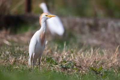 Cattle egret