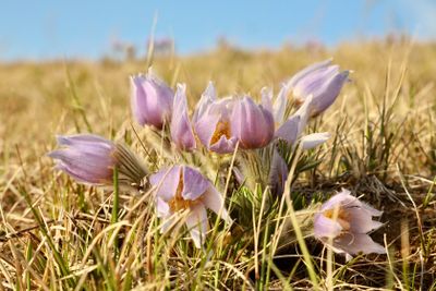 spring_in_alberta