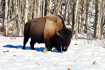 wildlife