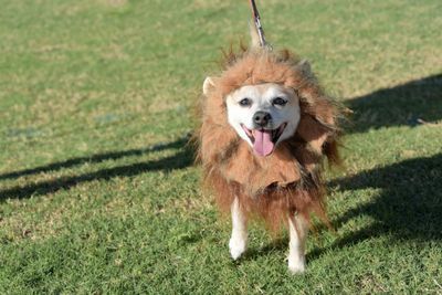 PetMasquerade44k.jpg