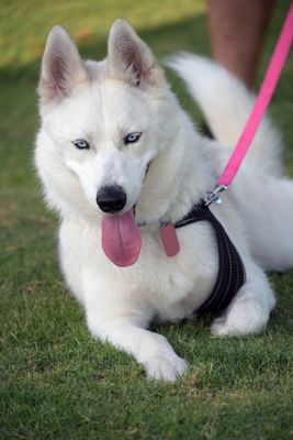 PetMasquerade24-34.jpg