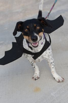 PetMasquerade27-30.jpg