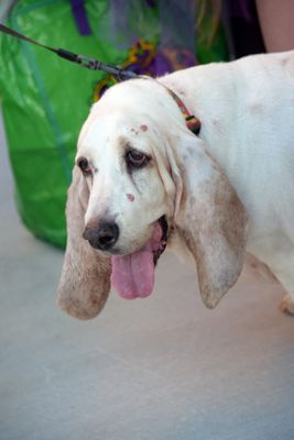 PetMasquerade28-138.jpg