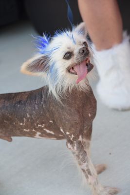 PetMasquerade29-105.jpg