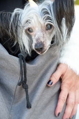PetMasquerade30-104.jpg
