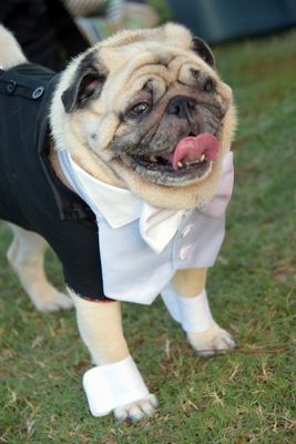 PetMasquerade34-213.jpg