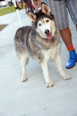 PetMasquerade36-211.jpg