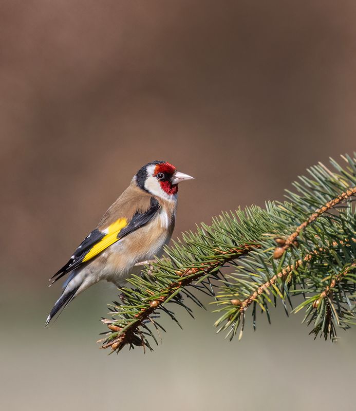 Goldfinch.