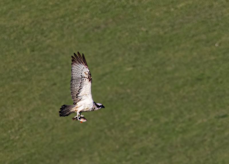 Osprey. 