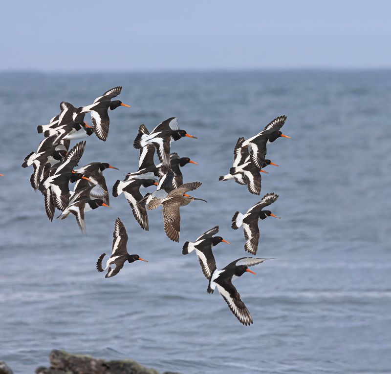 Whimbrel with Oystercatchers.
