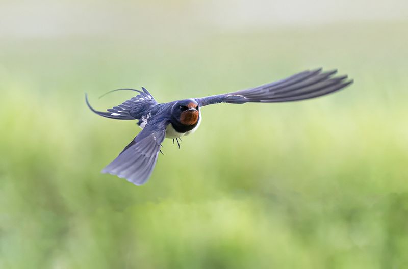 Barn Swallow.