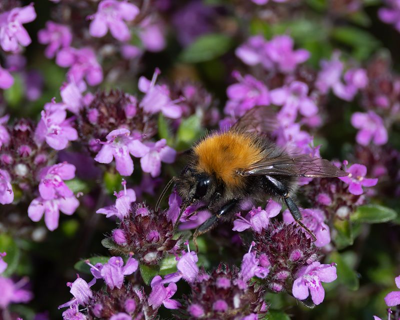 Tree bee on thyme.
