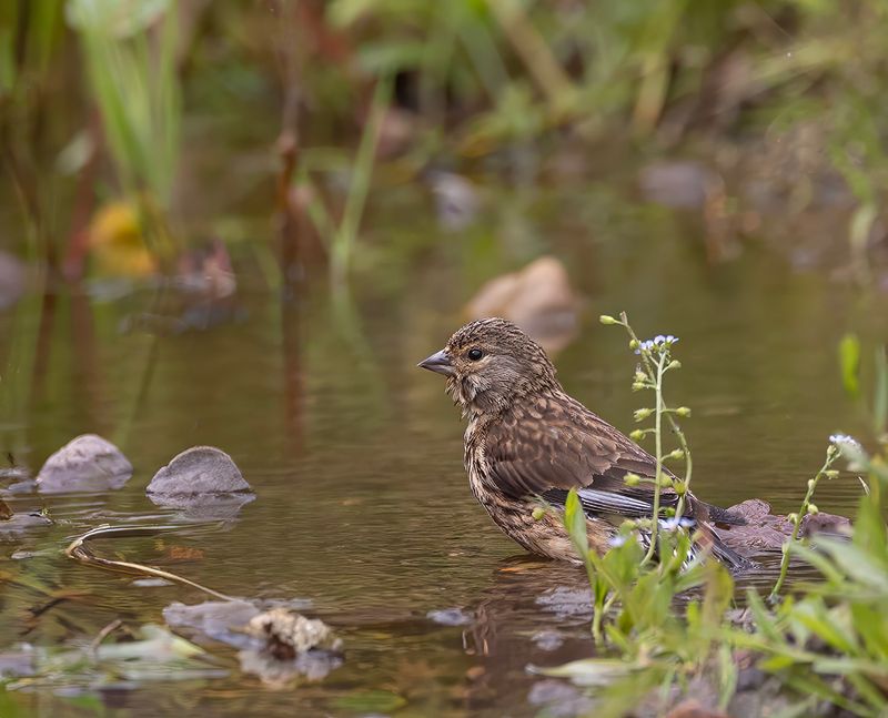 Linnet.