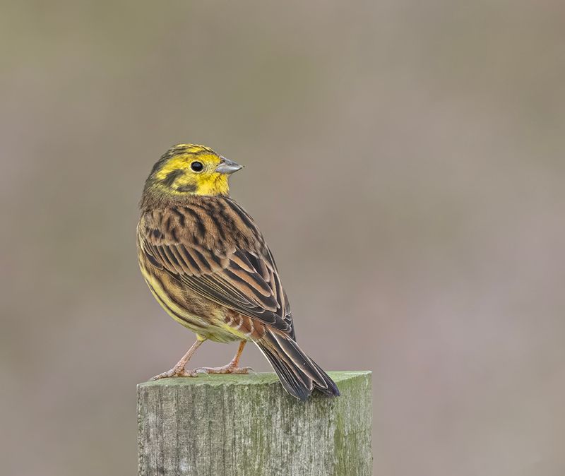 Yellowhammer. 