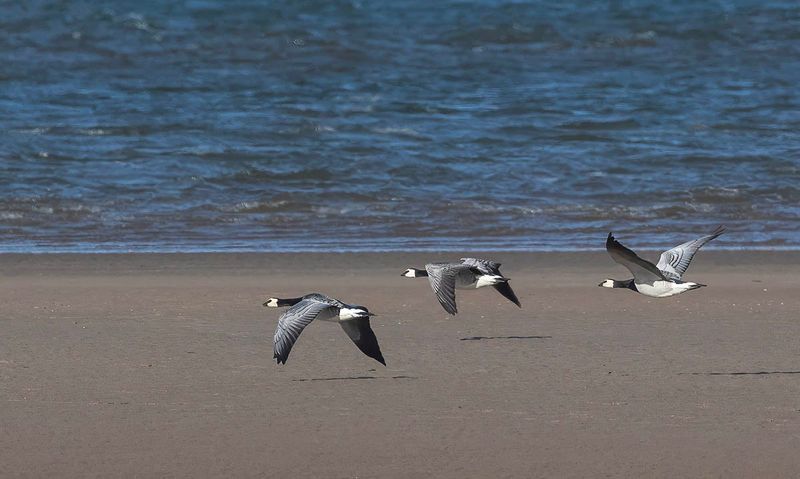 Barnacle geese. 