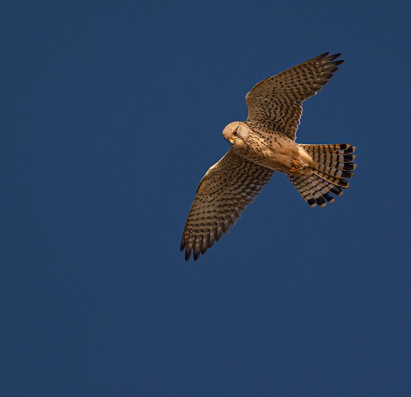 Kestrel. 